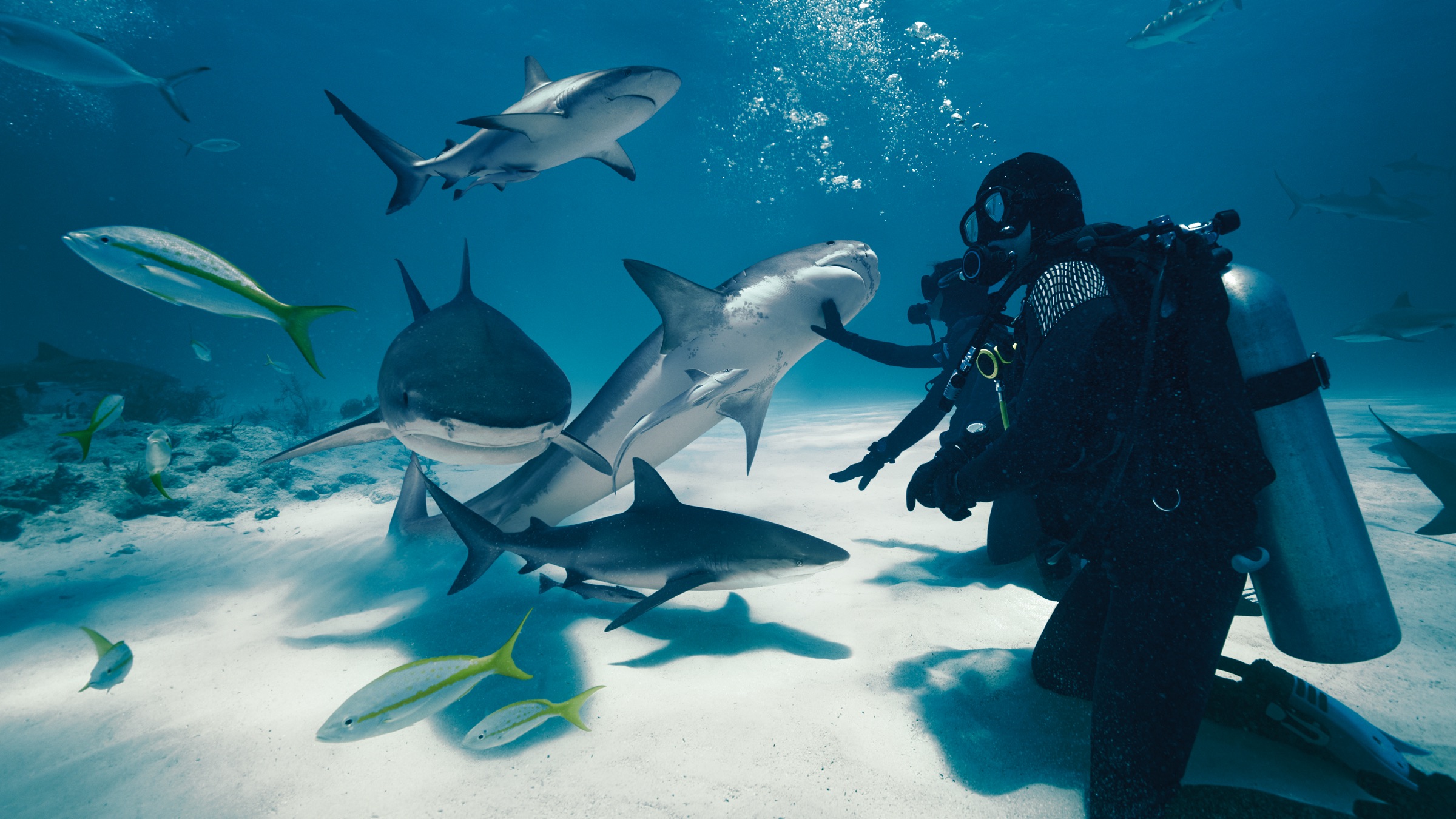 Sharks swimming around a scuba diver in Wild Life on Apple Vision Pro