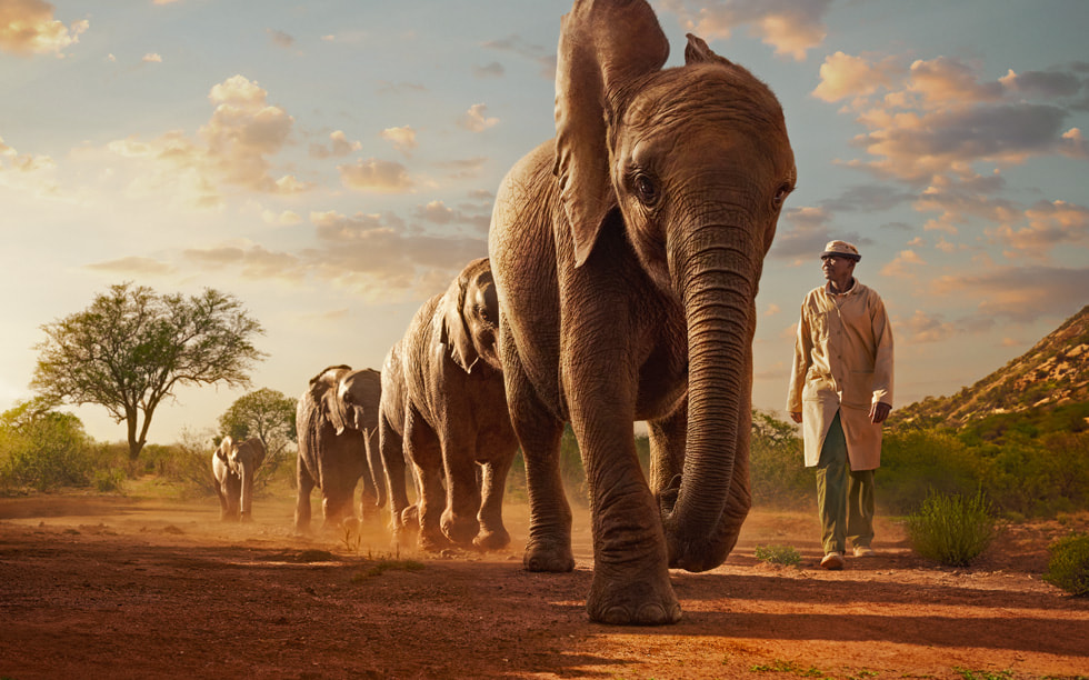 A keeper walking beside elephants in Wild Life