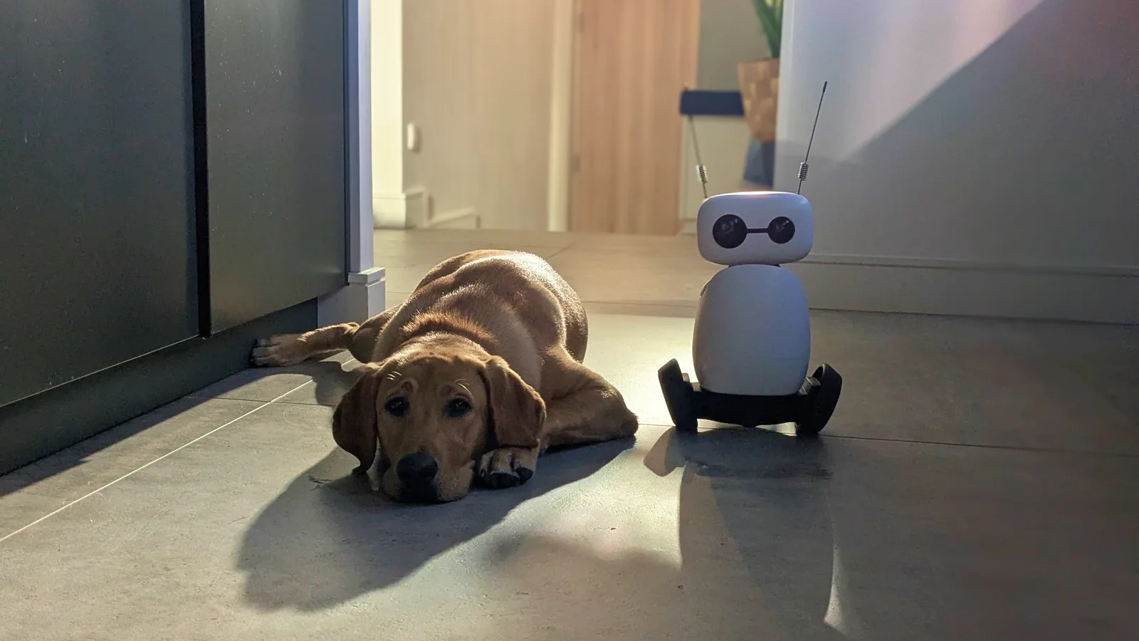 Reachy Mini on its two-wheeled hoverboard beside a dog on a sunlit floor.