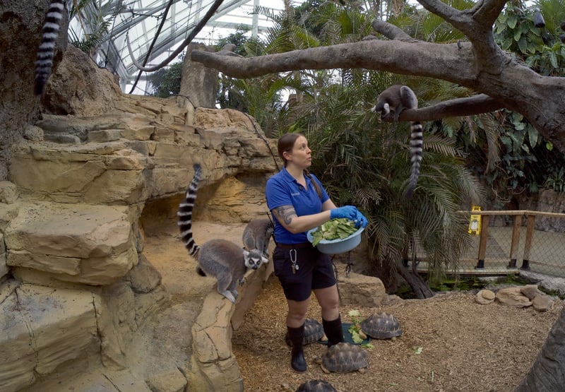 A Tennessee Aquarium keeper feeds ring-tailed lemurs while radiated tortoises move nearby